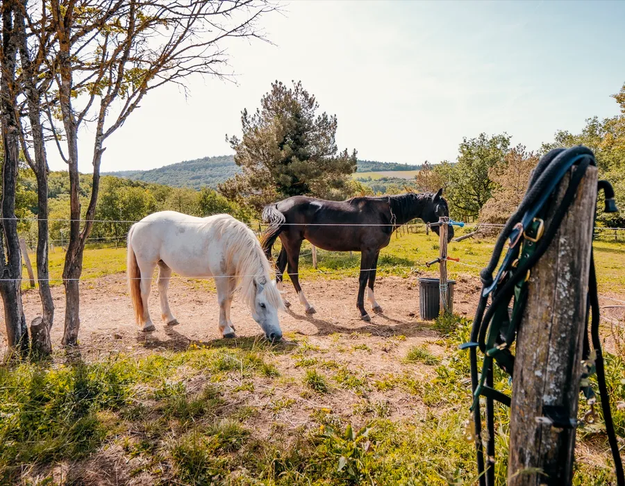 Chevaux de la métairie du Domaine d'Aubigny, Aluze, Bourgogne