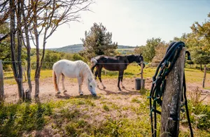 Chevaux de la métairie du Domaine d'Aubigny, Aluze, Bourgogne