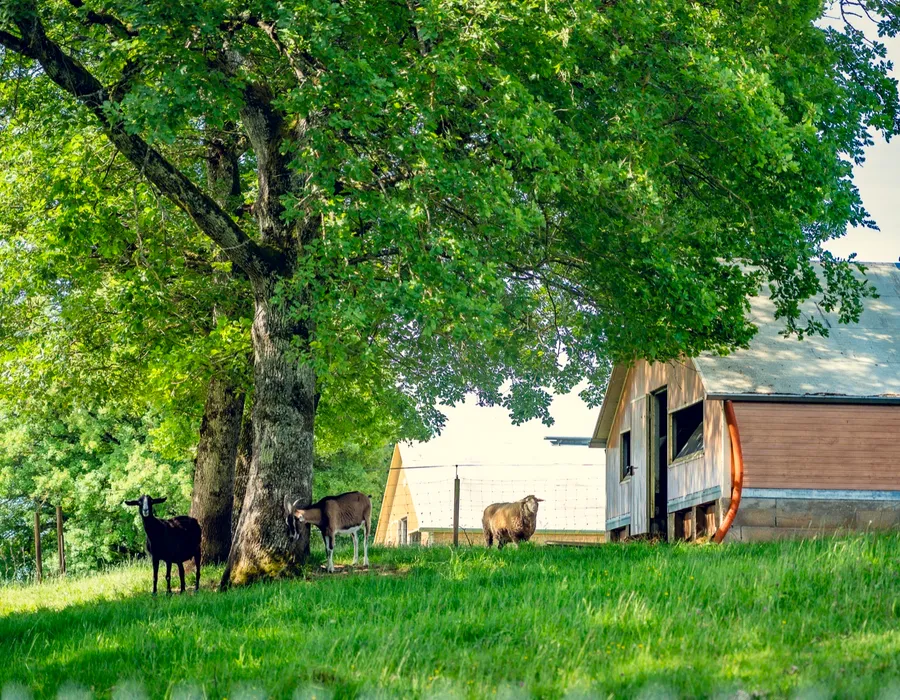 Chèvres de la métairie du Domaine d'Aubigny, Côte Chalonnaise