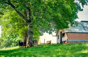 Chèvres de la métairie du Domaine d'Aubigny, Côte Chalonnaise