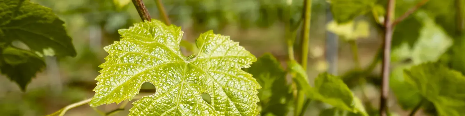 Feuille de vigne en Bourgogne, Domaine d'Aubigny