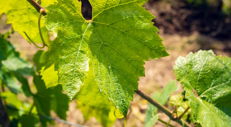 Pinot Noir leaves on the vines of Domaine d'Aubigny in the Côte Chalonnaise