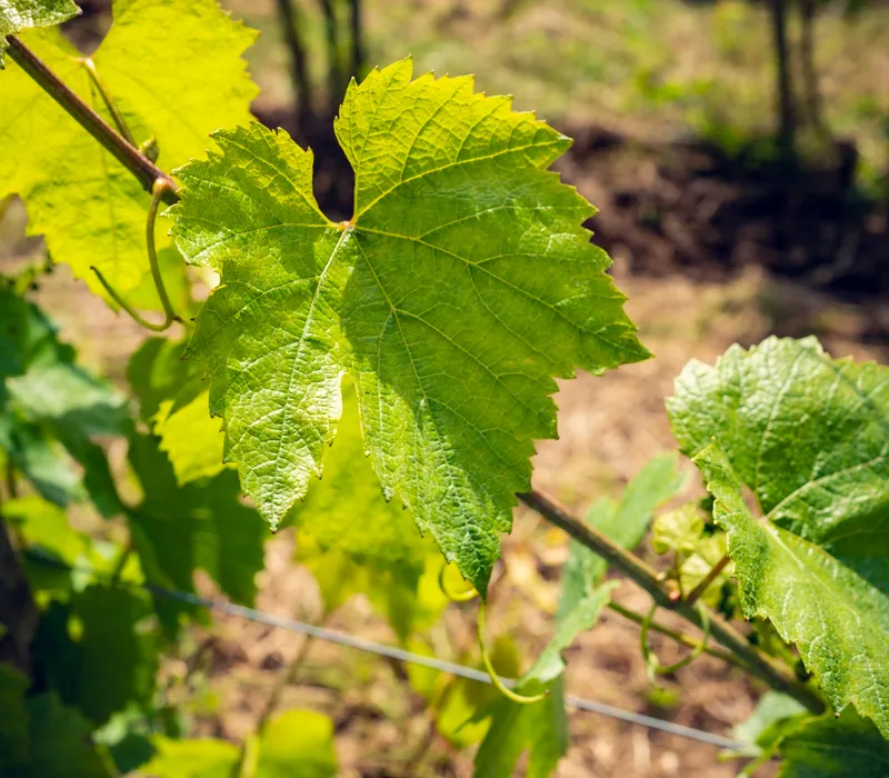 Feuilles de Pinot Noir sur les vignes du Domaine d'Aubigny en Côte Chalonnaise