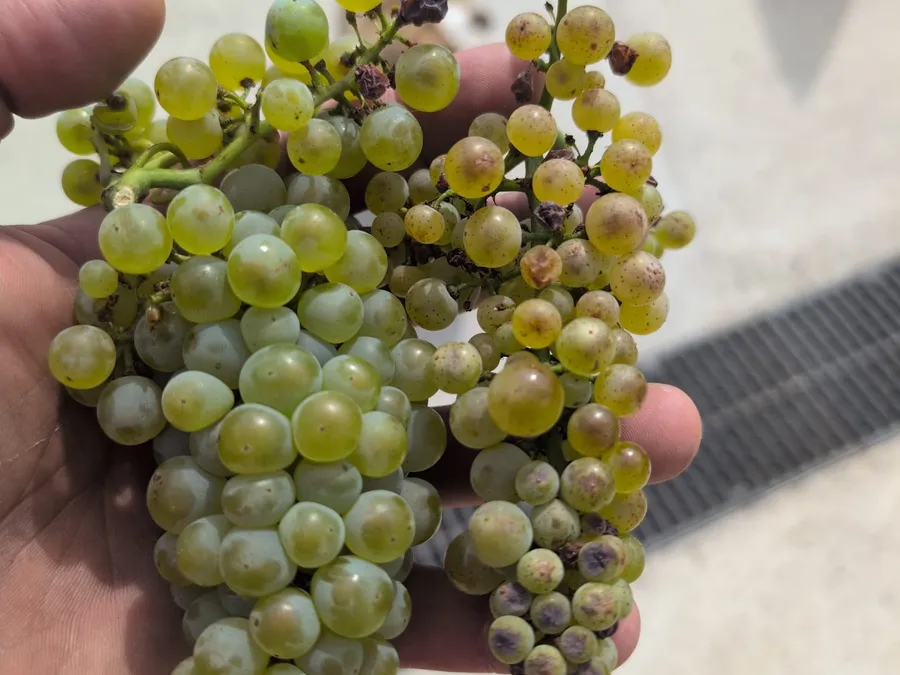 Même pied de vigne, contraste entre raisin protégé du soleil et raisin exposé, démonstration du stress thermique