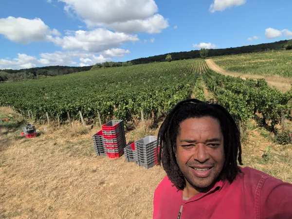Kwame inspecte les vendanges dans les vignes de Côte Chalonnaise, caisses de récolte en arrière-plan