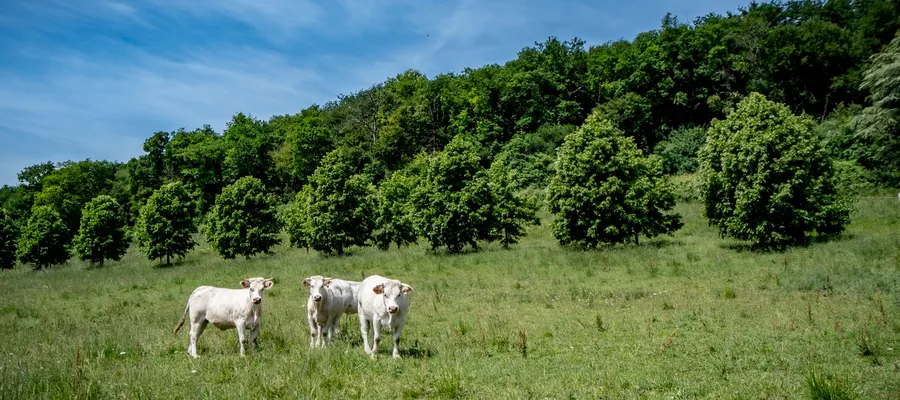 Vaches au Domaine d'Aubigny, métairie en agriculture biologique, Aluze
