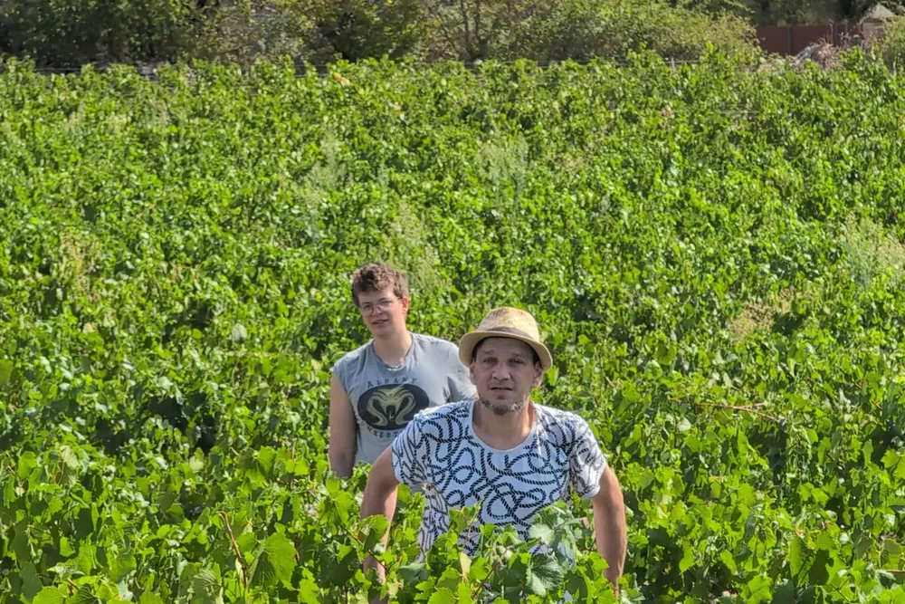 Vendangeurs au travail dans les vignes du Domaine d'Aubigny, récolte sélective du raisin
