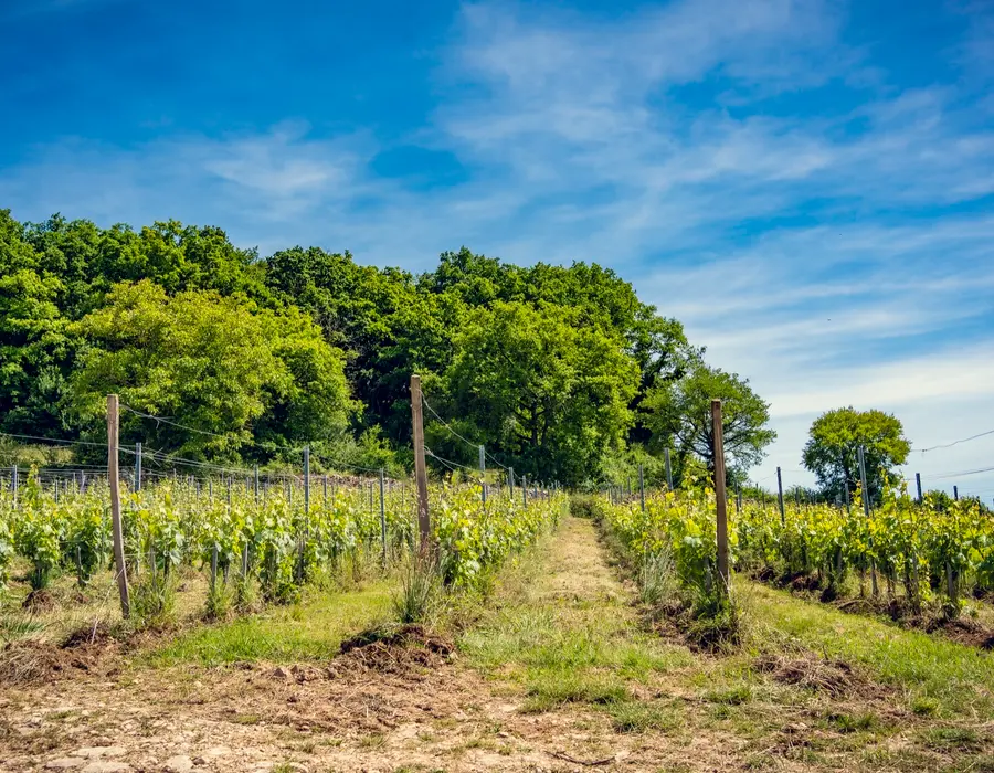 Vignes du Domaine d'Aubigny en Bourgogne, agriculture biologique, Côte Chalonnaise
