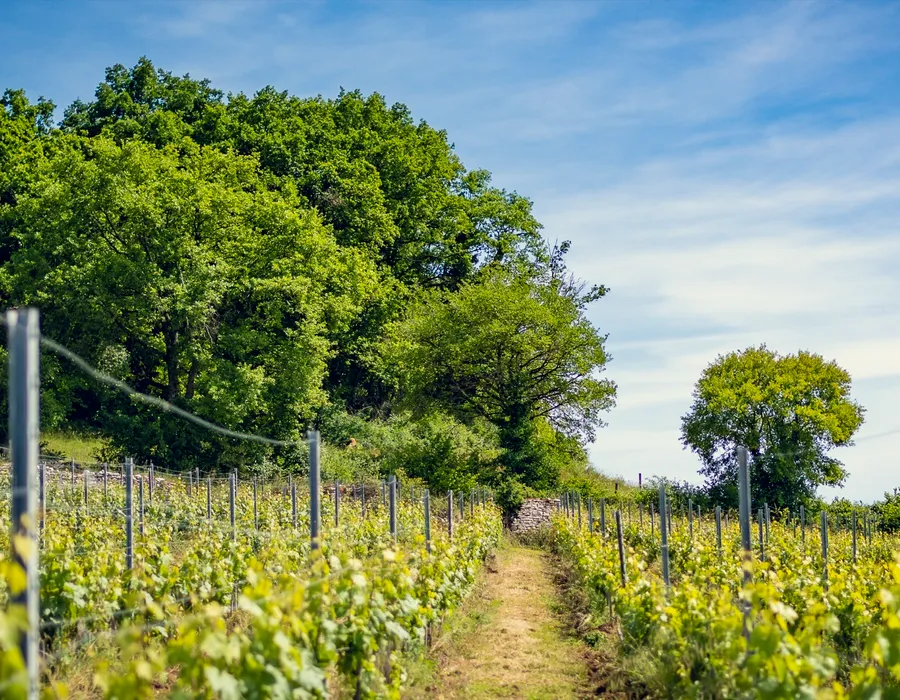 Vignoble de la Côte Chalonnaise au Domaine d'Aubigny — pique-nique entre les vignes
