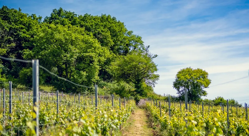 Vineyards of the Côte Chalonnaise at Domaine d'Aubigny, Aluze, Burgundy