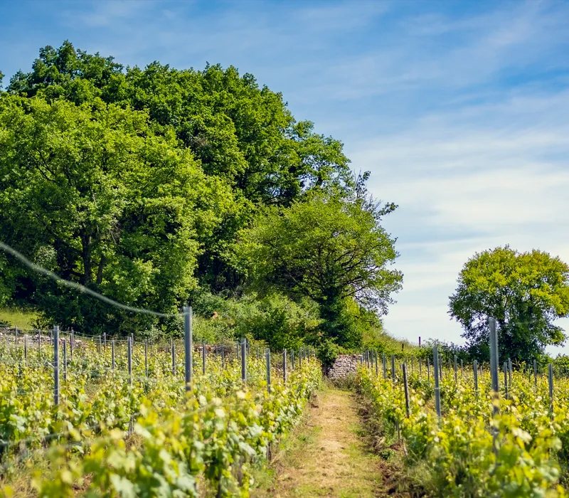 Vignoble de la Côte Chalonnaise au Domaine d'Aubigny, Aluze, Bourgogne