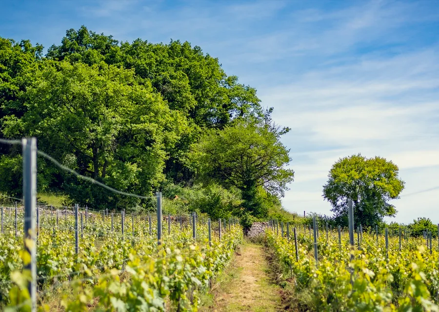 Vignoble de la Côte Chalonnaise au Domaine d'Aubigny — pique-nique entre les vignes