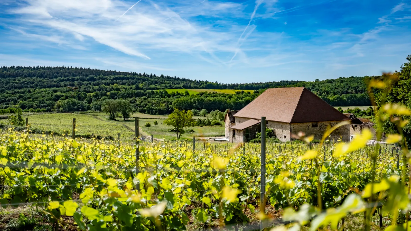 Vue de la cuverie du Domaine d'Aubigny, Aluze, Côte Chalonnaise
